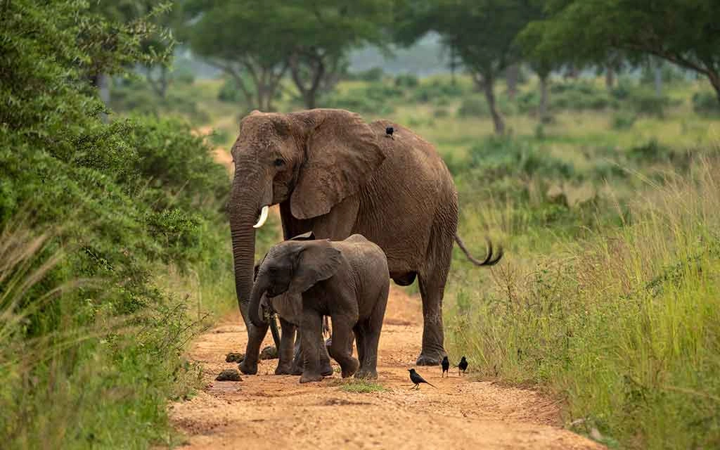 The most visited national park in Uganda