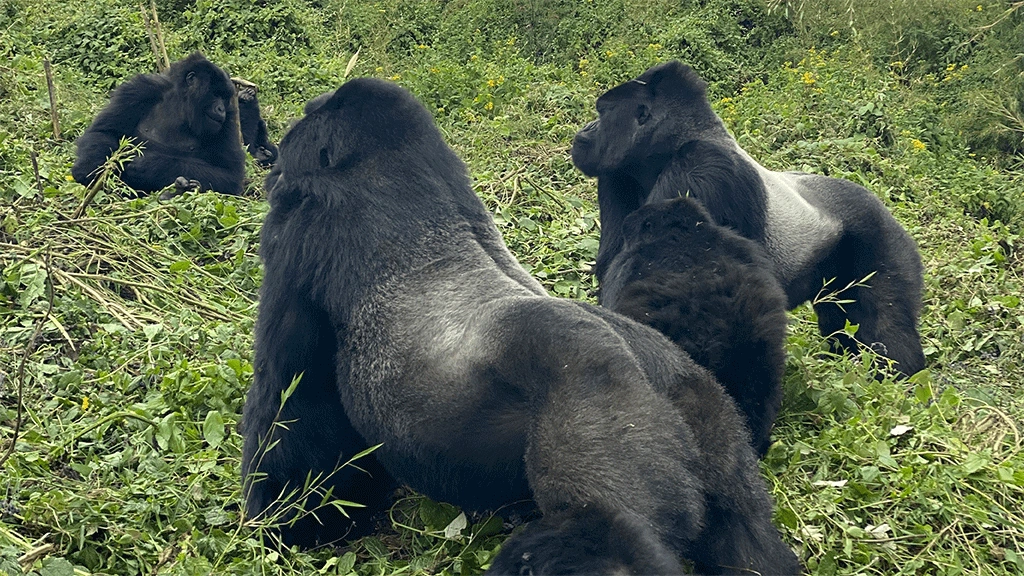 rukara-gorilla-family-in-ruhija